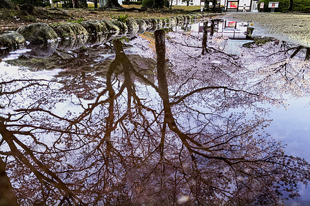The reflection of Somei Yoshino cherry blossoms in a puddle is seen at Shinjuku Central Park in Shinjuku Ward.