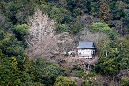A traditional temple building sits on a wooded hillside near the Arashiyama Bamboo Grove, a scenic area known for its mix of natural landscapes and historic sites. The area around Arashiyama Bamboo Grove is a scenic district of temples, gardens, and riverside paths set against forested mountains on Kyoto’s western edge. Highlights include Tenryu-ji Temple, the Katsura River, and Togetsukyo Bridge, all drawing visitors for a mix of nature, history, and traditional atmosphere.