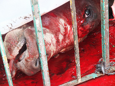 (EDITOR’S NOTE: Image contains graphic content)
A head of the slaughtered cow lies in a pool of blood. The Muslim community celebrates "Eid Al Adha" or the marking of the culmination of the annual pilgrimage to Mecca and commemorating the sacrifice of Abraham faith. They also practice the ritual slaughter of cows and goats.