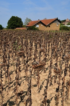 Black and sunburnt sunflower fields in the commune of Bouge-Chambalud, France.