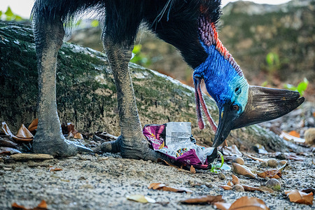 Female Southern Cassowary (Casuarius casuarius) attempts to eat from a discarded potato chip packet on the beach in Etty Bay, Queensland.Human-Cassowary altercations occasionally occur when the birds become habituated to people and well-meaning tourists feed the birds.