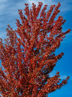 A tree is already showing autumn colors during a warm sunny day. After a week of temperatures below 20 °C, this Friday was summery warm, with maximums reaching 28 °C. After that, autumn weather will arrive with cooler temperatures and cloudy skies. 2025 is in the running to become one of the sunniest years in the Netherlands' records.