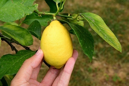 A ripe lemon fruit seen on a tree.