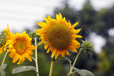 Sunflower plantation at a field in Rajshahi.