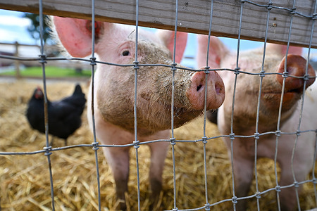 Pigs wait for food at the Burger's Farm Market. Burger's Farm Market in Drums, Pennsylvania, partners with local farmers to offer a range of fresh fruits and vegetables in their Roadside Market. They provide a "pick your own" option for visitors to harvest their own vegetables on the farm. Additionally, guests can enjoy a petting zoo where they can interact with the farm animals.