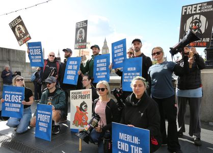 Protesters gather in a group with signs outside Sea Life during the demonstration. Animal rights activists protest outside the Sea Life Centre in London. They say the animals including penguins have mostly been stolen from their natural habitats and are being kept underground in artificial enclosures without natural daylight and fresh outdoor air. They demand Merlin Entertainment close the London Aquarium and stop exploiting these animals.
