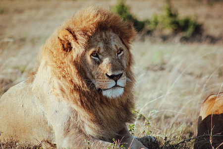 A Lion seen resting at Masai Mara National Reserve in Kenya.
Maasai mara national reserve is an area of preserved savannah in southernwestern Kenya.