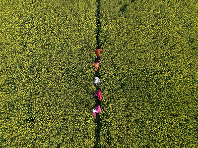 (EDITOR'S NOTE: Image taken with a drone) 
Children delight in playful moments amidst the golden mustard fields of Jamalpur.
