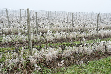 Vines in the village of Maclas faced extremely cold temperatures.