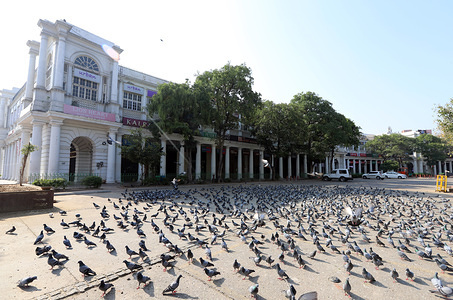 Pigeons are seen at Connaught Place deserted due to the spread of the coronavirus.
India observed countrywide lockdown to practice social distancing in response to curb the outbreak of Corona virus. India records 4 death and more than 200 cases of Corona Virus, government of India orders the closure of schools, colleges, universities and adapted work from home, government also issued orders no gathering for more than 50 people.