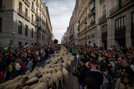 Hundreds of sheep roam a street during the 2025 Transhumance Festival. 1,100 Merino sheep and 200 goats including Guisanderas and Guadarrama goats roamed the streets for another year on the occasion of the 32nd Transhumance festival.
