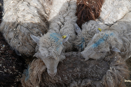 Rams stand in a pen for sacrificial animals during the celebration of Eid al-Adha. This is the main ritual of the holiday, symbolizing devotion to God (Allah) and spiritual purification among Muslims.