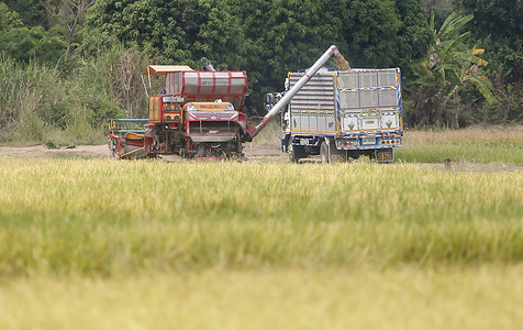 A combine loaded paddy rice on a truck after harvest at a rice filed in Nakhon Sawan province, north of Bangkok.