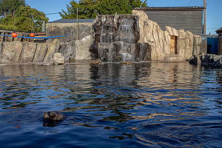 A seal is seen swimming at Colchester Zoo. The zoo is set to change its name to Colchester Zoological Society next year to draw more focus to the charity element of the park.