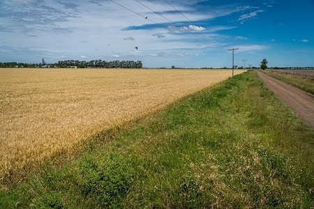 A view of a wheat field in Firmat. Expectations are high for the 2025 wheat crop campaign in Argentina due to abundant rains and good weather conditions. Agronomists anticipate a good yield and overall the harvest is projected to meet or slightly exceed previous years' outputs.
