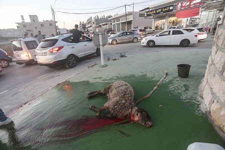 (EDITOR'S NOTE: Image contains graphic content)
Palestinians slaughter a sheep along the street in the village of Azmut, east of Nablus in the West Bank, to celebrate the release of a Palestinian prisoner from an Israeli jail. The Israeli government released a prisoner Alaa Thabet after two years of detention.