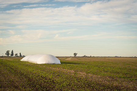 A grain storage bag set up seen in the field near Firmat, stores soybean from the 2025 harvest season. The 2025 campaign has been record, and the government is anxious for the crop liquidation by the producers, crucial for Javier Milei's economic plan to succeed.