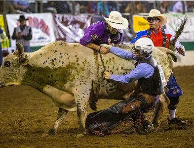 Cash Toews tries to free his hand from a bull during the Reno Rodeo taking place for its 103rd year at the livestock event center.