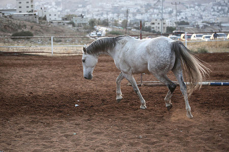 A horse runs during a training session at an equestrian club, as Palestinian vehicles wait at the Israeli Beit Furik checkpoint.