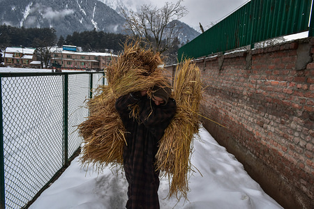 A resident seen carrying lumps of dried grass for cattle during a cloudy winter day in Pahalgam, about 110kms from Srinagar, Indian administered Kashmir. 
The Kashmir Valley would remain mostly cloudy on Sunday, with scattered rain and thundershowers across the state for the next two to three days, a local Meteorological Department forecast said.