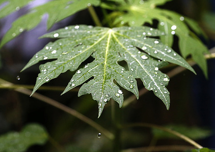 Raindrops seen on a papaya leaf at a garden during as it rained.