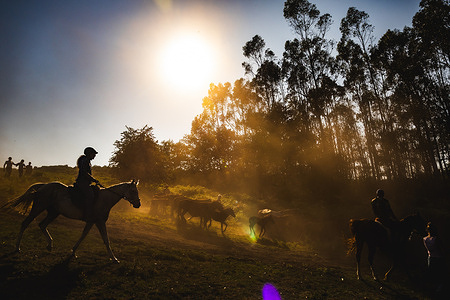 Wild horses are gathered by the aloitadores before the start of the celebration of the Rapa das Bestas. “A Rapa Das Bestas" is an ancient Galician festival (dating back to the 15th century) held in the first days of July. It consists of capturing wild horses in the wild, leading them to a curro (enclosed enclosure) and cutting their manes to deworm and care for them. It is a ritual of strength and tradition that symbolizes the coexistence between man and nature celebrated primarily in Sabucedo.