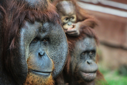 The Orangutan family seen in the Taman Safari Indonesia zoo.