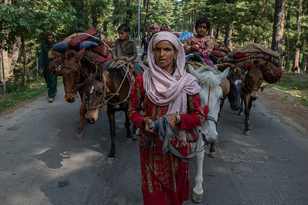 A Kashmiri nomadic family walk with livestock in a hilly area of Yusmarg, some 50km, south-west of Srinagar. Nomads travel with their livestock and trek through the regions's rugged terrain to reach pasture areas where they spend the summer months in the mountains and during winter season in the shelter of valleys.