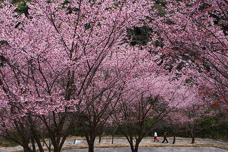 Young ladies wearing kimono look at Kanzakura cherry blossoms in full bloom at Mount Takao in Hachioji.