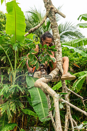 A close-up of a local worker hanging from a tree branch, cutting it with a chainsaw. On Koh Chang, Thailand’s second-largest island, heavy monsoon winds can topple trees onto homes, power lines, and roads. Local residents hire local workers who use rope-access techniques to cut back dangerous branches or trunks, a physically demanding and risky job. While authorities sometimes assist, the responsibility mostly falls on families living near dense vegetation.
