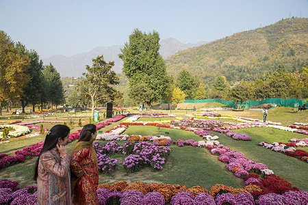 People stroll through the newly opened Chrysanthemum Garden at the Botanical Garden in Srinagar. The Chrysanthemum Garden in Srinagar, showcasing hundreds of blooming varieties, has begun drawing visitors and nature lovers amid the autumn season. The government-backed initiative aims to revive tourism in the Himalayan region following the deadly Pahalgam attack that claimed 26 lives. The vibrant display adds renewed charm to the city’s landscape and highlights ongoing efforts to promote eco-tourism in Jammu and Kashmir.