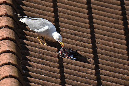 Seagull seen eating a dead dove on the roof of a house.