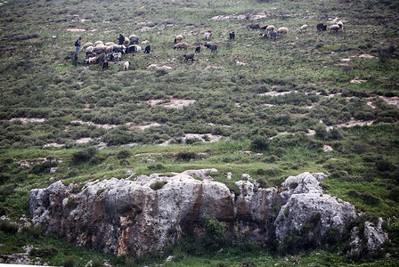 A Jewish shepherd seen tending to his sheep in Palestinian fields in the village of Beit Mirin.