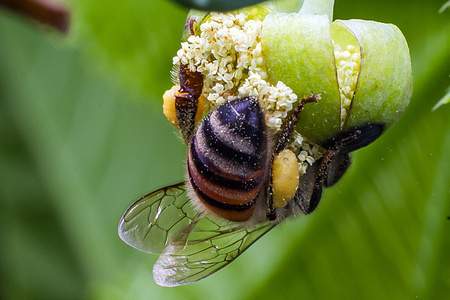 A honey bee seen collecting nectar on a plant after recent rains encouraged fresh growth of wild vegetation, creating favourable conditions for insect activity and reproduction at John Michuki Memorial Park. Once a polluted and neglected area along the Nairobi River, the John Michuki Memorial Park was restored into an important urban green space near Nairobi’s central business district. Former Environment Minister John N. Michuki played a key role in rehabilitating the river corridor, and the park was later named in his honor. Today, it supports biodiversity, including bird species and pollinators, while serving as an ecological refuge and recreational space for residents.