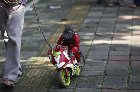 Boy, a long-tailed monkey seen riding a small wooden motorcycle during the street performance.
"Topeng Monyet" means a monkey Mask and it’s also a traditional street circus in Indonesia where captive monkeys are forced to do tricks in hopes of being rewarded with money from residents. Indonesian animal charities argue that prohibited practices and the conditions are as cruel and violating animal rights.
