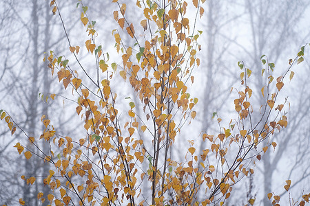 The last yellow leaves on the trees signify the arrival of late autumn.