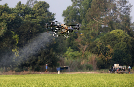 A Thai drone controller sprays fertilizers on a rice fields in Nakhon Sawan province, north of Bangkok.