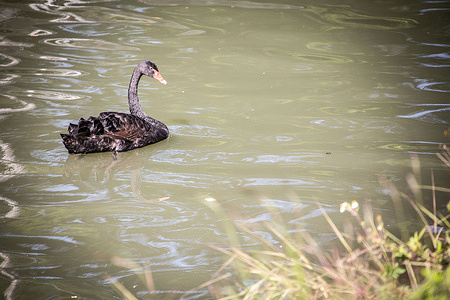 A Black Swan swims on a canal in central Chiang Mai. A black swan temporarily escaped its enclosure at Chiang Mai PAO Park this morning. Keepers and the zoo’s rapid-response team located and safely recaptured the swan within 1 hour using nets. The animal was unharmed and has been returned to its exhibit. 3 other swans are still in the wild.