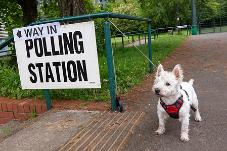 Westie dog waits for owner outside polling station in Trafford Manchester. Millions of people are heading to the polls across 136 councils in England, with Greater Manchester serving as a key battleground. In Manchester, one-third of council seats are being contested, with political analysts watching for potential swings towards the Green Party and Reform UK as a barometer for national sentiment.