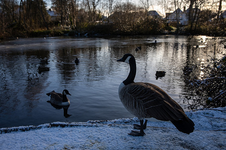 A Canadian Goose stands at the edge of Stamford Green Pond after a night of wintry weather. The Met Office has issued a yellow weather warning due to low temperatures as snow blankets parts of Surrey. Snowfall of up to 5cm is anticipated across Southern England and some areas of Wales. Although initial warnings were expected to end by Saturday, the Met Office has extended alerts through Monday.