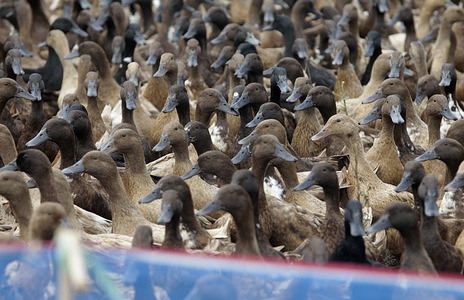A flock of ducks seen in a cage near a paddy field during sunset.