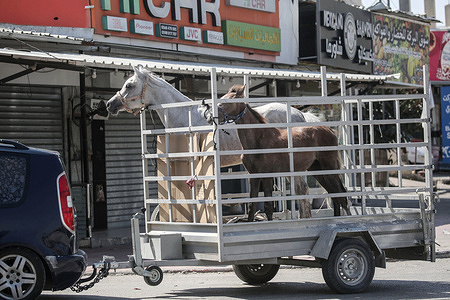 A Palestinian vehicle carrying horses moves as the Israeli army closes Israeli gates and checkpoints imposing a siege on areas controlled by the Palestinian National Authority led by President Mahmoud Abbas. Israeli Defense Minister Israel Katz ordered the closure of checkpoints and military gates at the entrances and exits to West Bank cities and villages following the Israeli attack on Iran.