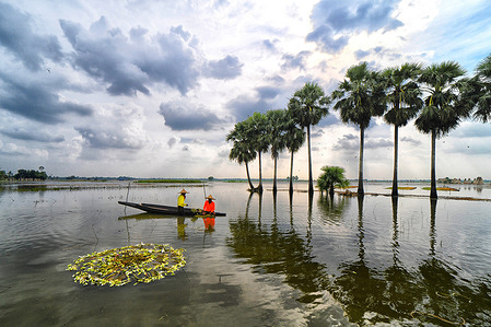 Farmers seen taking a rest after sorting of water lilies at Bortir Bill, a vast wetland surrounded by farmlands. Water lilies are cultivated across about 10,000 acres of wetlands at Bortir Bill in the North 24 Parganas district about 50 kilometers from Kolkata. Around 80% of local residents are involved in cultivating and marketing the flowers which are supplied to markets. The water lily growing season runs from August to November.