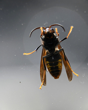 A view of the Asian hornet on a window pane.