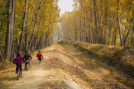 Kashmiri kids ride their bicycles on the banks of a water canal surrounded by yellow trees during an autumn day in the outskirts of Srinagar. Autumn in Kashmir, locally known as "Harud," transforms the valley into a vibrant canvas of red, orange, and yellow hues. Autumn is a season of harvesting in Kashmir, that begins in September and lasts until November.
