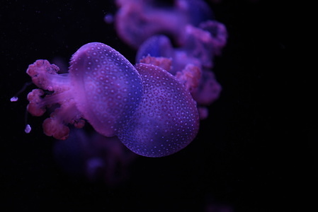 White-spotted jellyfish (Phyllorhiza punctata) at Madrid Zoo and Aquarium. Their color is due to the zooxanthellae in their tissue, which are unicellular symbiont algae that provide them with food due to sunlight.