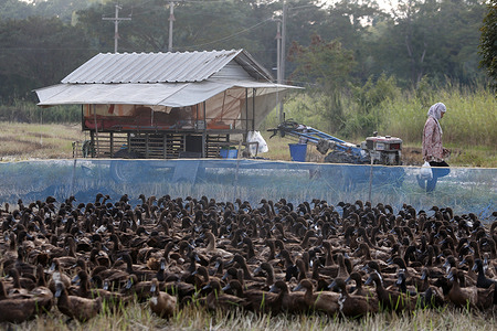 A farmer tends to her flock of ducks near a paddy field.