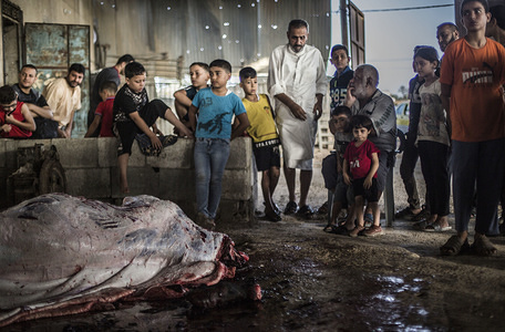 (EDITOR’S NOTE: Image contains graphic content.)
Palestinians watch butchers slaughter cows, during the Holy Day.
Eid al-Adha celebration, indicates the willingness of Prophet Ibrahim (Abraham for Christians and Jews) to sacrifice his son. During the holiday, that lasts for almost four days, Muslims slaughter sheep or cattle and distribute part of the meat to the poor and eat the rest.