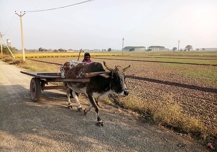 A man seen riding a traditional bullock cart in Chandigarh capital of the two neighbouring states of Haryana and Punjab. Chandigarh is bordered by the state of Punjab to the north, the west and the south, and to the state of Haryana to the east.