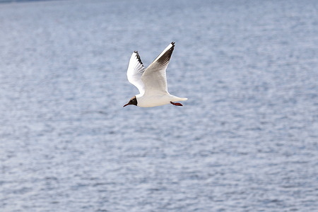 A seagull flies over the waters of the Gulf of Finland in Kronstadt.